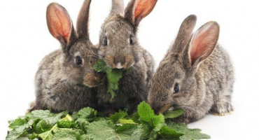 Šťovík ve stravě králíků